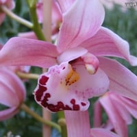 Dainty Pink Orchids