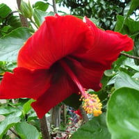 Dark Red Hibiscus Flower