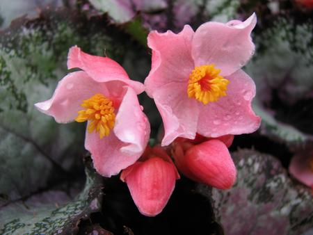 Pink Flora - garden, soft pink flowers