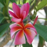 Pink Plumeria Flowering Tree