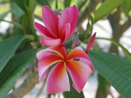 Pink Plumeria Flowering Tree - flowering tree, tropical, pink plumeria