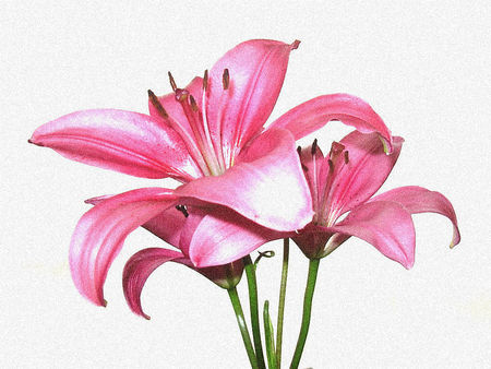 Pink beauties - lily, flower, pink