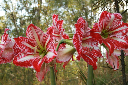 Hippeastrum Varigated Flowers - flowers, varigated red white, tropical