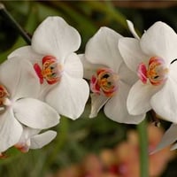 White Orchids