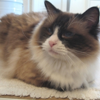 Ragdoll