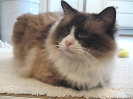 Ragdoll - longhair, large, kitty, soft