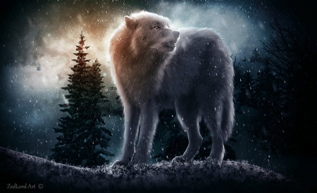 Wolf and Winter - animal, winter, wolf, fantasy