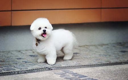 Dog - animal, pretty, cute, animals, beautiful, sweet, puppy, puppys, dogs, lovely, dog