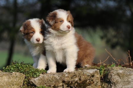 Dogs - puppy, animals, lovely, pretty, puppys, beautiful, dog, animal, dogs, sweet, cute