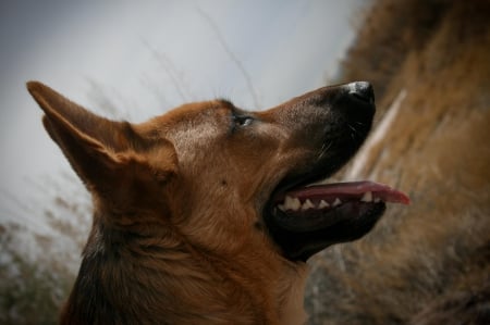 German shepherd - animal, pretty, cute, animals, beautiful, sweet, puppy, puppys, dogs, lovely, dog