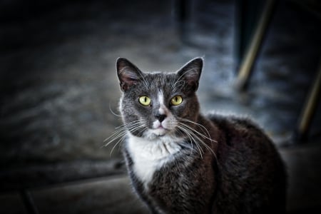 Cat - paws, face, pretty, cute, animals, beautiful, cat, sleeping, kitty, cats, kitten, hat, lovely, cat face