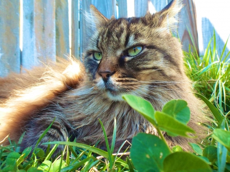 Cat - hat, pretty, cat face, beautiful, lovely, paws, cat, kitten, cute, cats, face, sleeping, animals, kitty