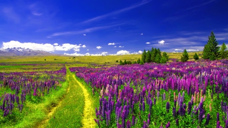 Trail through lupine field - sky, freshness, colorful, summer, field, path, lovely, nature, pretty, trail, beautiful, flowers, grass, lupine