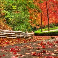 Winding-ways-of-autumn