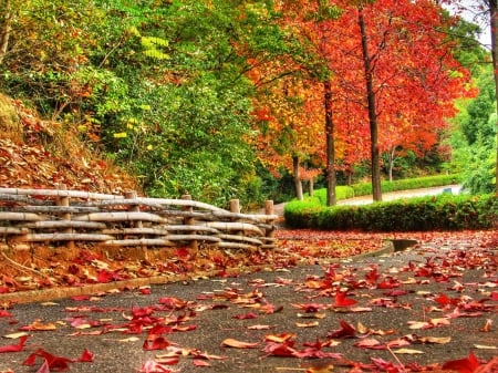 Winding-ways-of-autumn - birds, colors of  nature, splendor, landscape, nature in its best, leaves, path, plants, trees, photography, colors, colorful, wind, nature, season, green, autumn, places, forces of nature, high quality