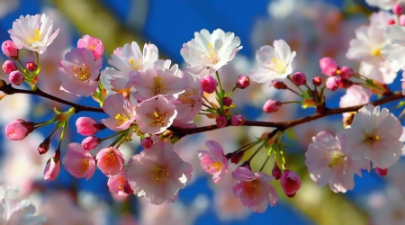 Beautiful spring - blossoms, blooming, pretty, pink, beautiful, spring, fragrance, buds, dscent, garden, sky, freshness, flowering, tree, nature, lvoely