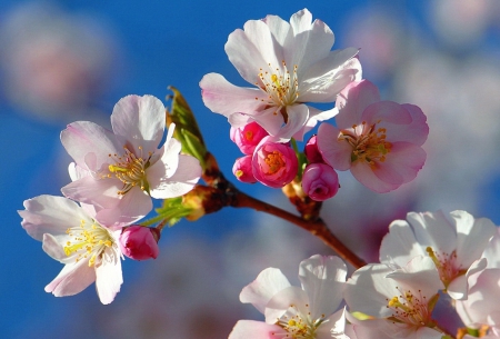 Springtime - branches, blooming, sky, fragrance, springtime, flowering, lovely, spring, pretty, blossoms, pink, beautiful, scent, tree