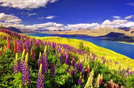 Lupine slope - pretty, landscape, grass, meadow, spring, flowers, shore, lake, sky, clouds, lupine, beautiful, slope, lovely, freshness, colorful, river