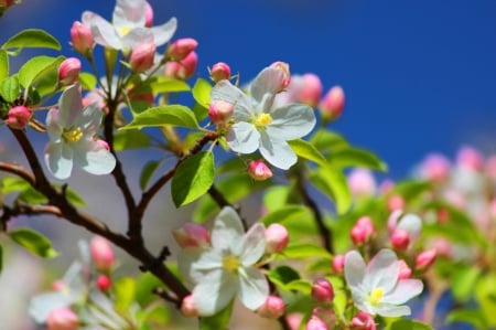 Spring colors - blooming, blossoms, beautiful, tree, nature, branch, colorful, pink, pretty, spring, fragrance, buds, season, freshness, scent, flowering, lovely