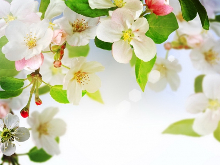 Spring background - blooming, freshness, background, fragrane, flowering, spring, white, blossoms, pretty, beautiful, scent