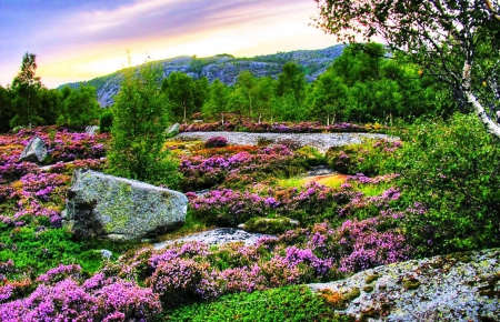 Evening spring blossoms - clouds, fields, evening, flowers, plants, lake, mountains, sky, rocks