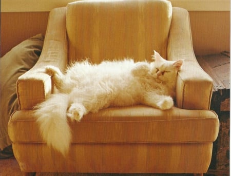 Cat - cute, paws, cat, chair