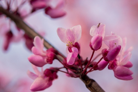 Spring - lovely, spring, nature, pink, beautiful, green, flowers, photo, cute, flower