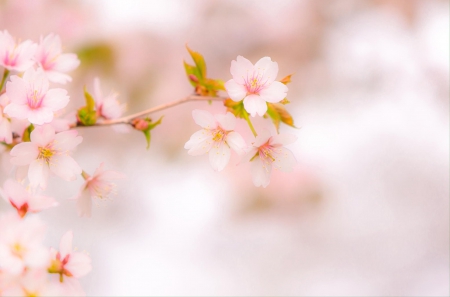 Spring - beautiful, spring, lovely, photo, flower, pink, flowers, nature, green, cute