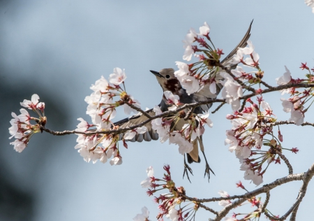 Spring - flower, pink, cute, beautiful, flowers, photo, spring, lovely, nature, green