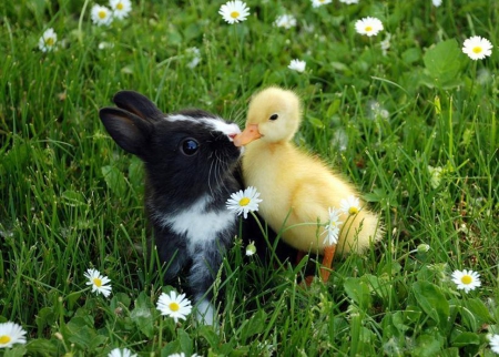 Friendship - nature, photography, cool, ducks, bunny, animals