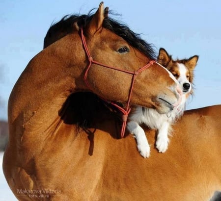 Friendship - dogs, horses, photography, cool, animals