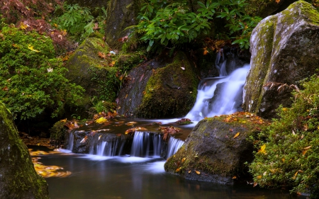 Forest Waterfall - nature, forest, waterfall, rocks