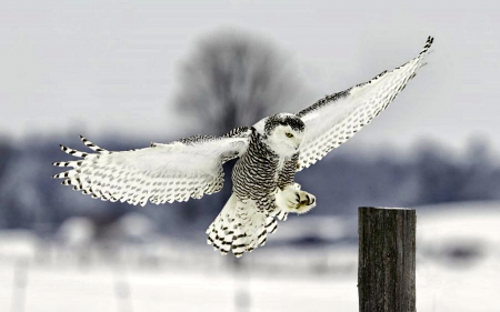 Snowy Owl - animals, snowy owl, snow, birds