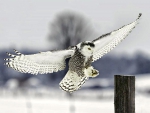 Snowy Owl