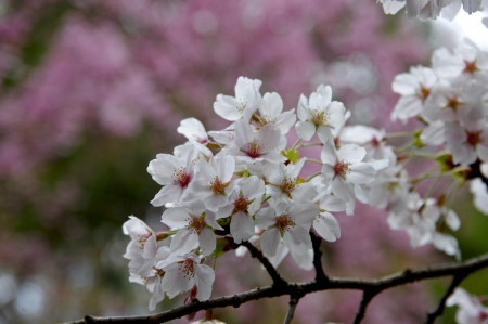 Spring - flower, pink, cute, beautiful, flowers, photo, spring, lovely, nature, green