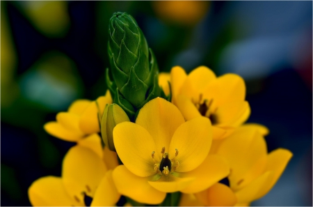 Spring - flower, pink, cute, beautiful, flowers, photo, spring, lovely, nature, green