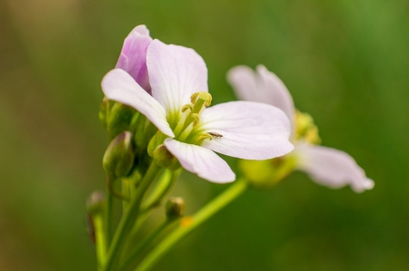 Spring - flower, pink, cute, beautiful, flowers, photo, spring, lovely, nature, green