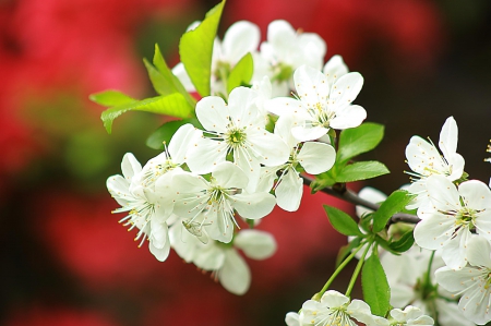 Spring - lovely, spring, nature, pink, beautiful, green, flowers, photo, cute, flower