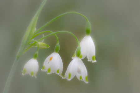 Spring - lovely, spring, nature, pink, beautiful, green, flowers, photo, cute, flower