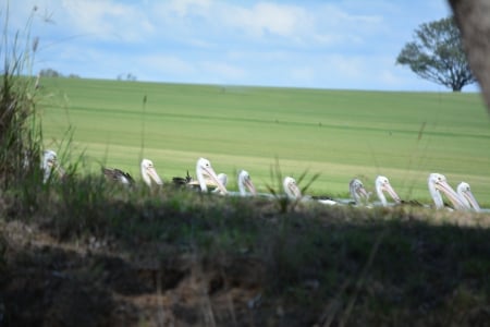 Pelicans their home on a turf farm. - birds, nature, photography, pelicans, free wallpaper, shellandshilo, wallpaper