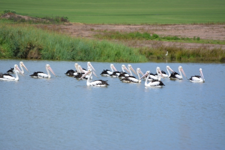 Pelicans - birds, nature, photography, pelicans, shellandshilo