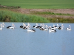 Pelicans