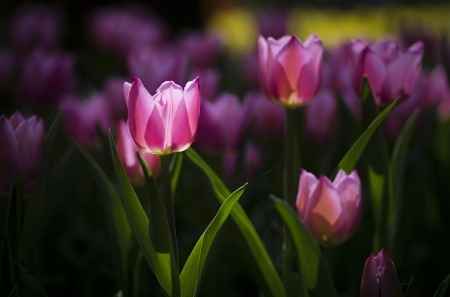 Gorgeous Tulips - flowers, tulips, nature, gorgeous, purple, beautiful