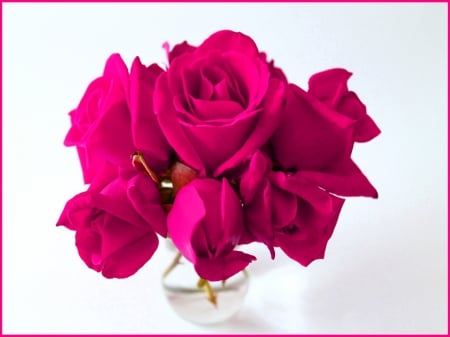 Hot pinks - roses, bright, beauty, flowers, vase