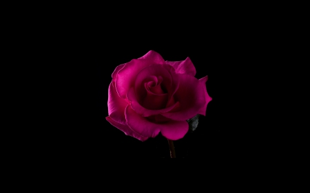 Pink rose - flower, pink, rose, black