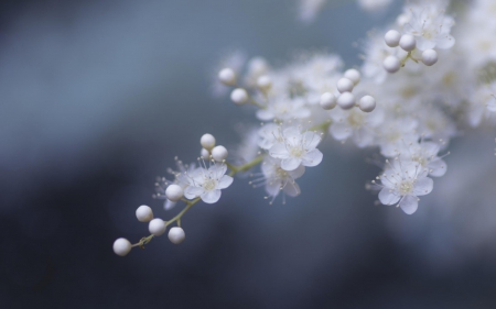 Spring - white, branch, blue, blossom, cherry, flower, spring