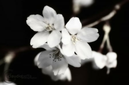 *Beautiful fragility* - blossom, beautiful fragility, black and white, flowers