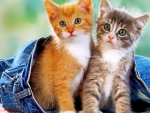 cute kittens