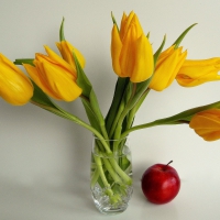 yellow tulips