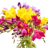 Bright freesias